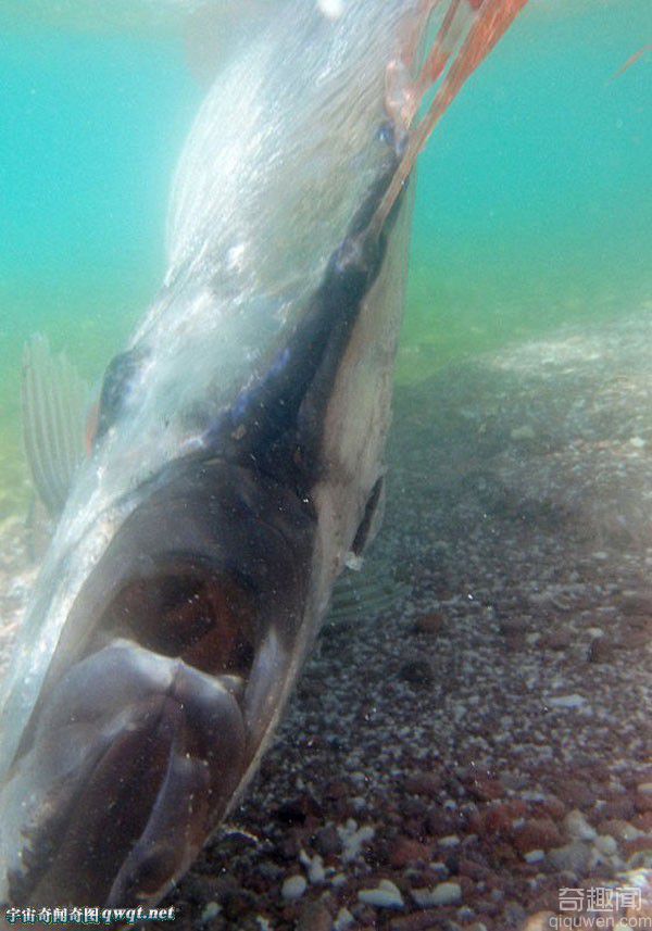 墨西哥海滩长达4.5米的珍稀皇带鱼搁浅死亡