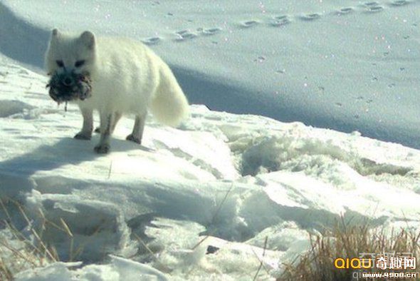 雪地精灵北极狐具有强大的导航本领