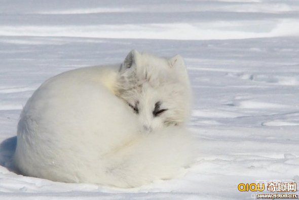 雪地精灵北极狐具有强大的导航本领