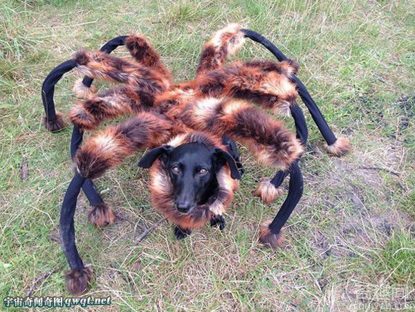 恶作剧：波兰男子将自己家扮成“蜘蛛狗”