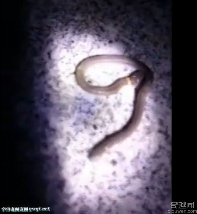 江西村民发现罕见双头蛇 首尾各一个头