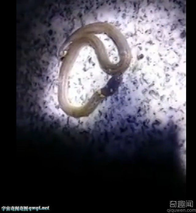 江西村民发现罕见双头蛇 首尾各一个头