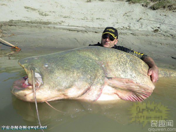 兄弟钓上巨型鲶鱼后放生长近3米重127公斤
