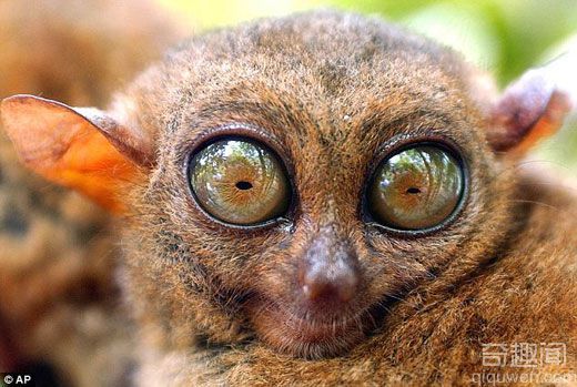 世界上最小的灵长类动物：菲律宾眼镜猴