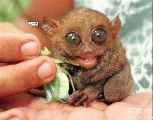 世界上最小的灵长类动物:菲律宾眼镜猴
