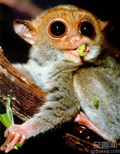 世界上最小的灵长类动物：菲律宾眼镜猴