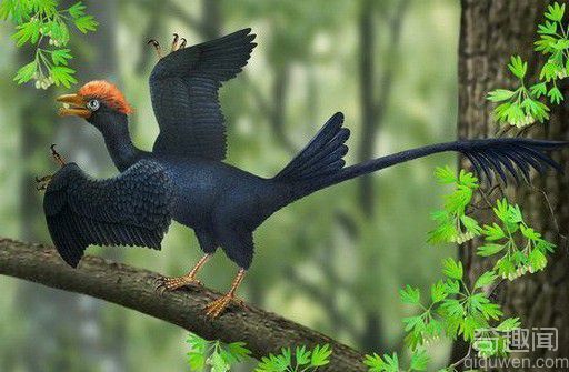 1.2亿年前热河鸟长着两个尾巴 结构非常独特