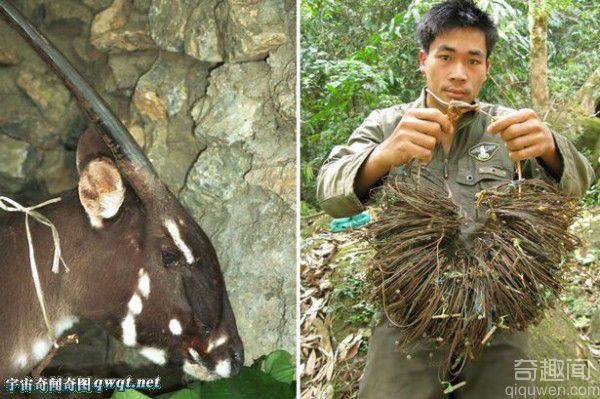 神兽:越南拍到珍稀动物亚洲麒麟