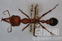 世界上最大的蚂蚁 头尾有4厘米长