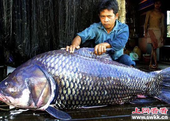 世界上最大的淡水鱼 盘点湄公河的巨型淡水鱼类