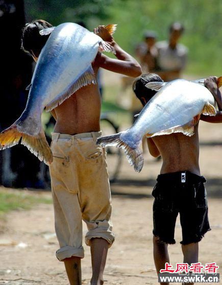 世界上最大的淡水鱼 盘点湄公河的巨型淡水鱼类