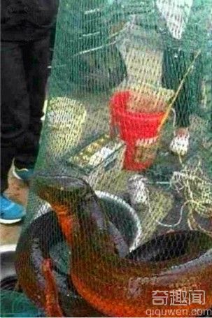 湖州长兴现36斤黄鳝 通体呈红色体长1.5米