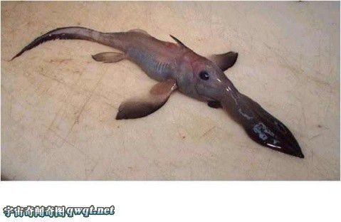 图解世界上的奇怪动物:深海怪鱼 巨型怪物