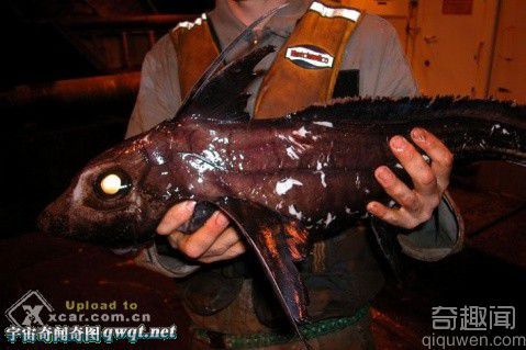 图解世界上的奇怪动物:深海怪鱼 巨型怪物