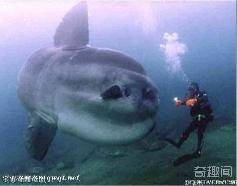 图解世界上的奇怪动物:深海怪鱼 巨型怪物