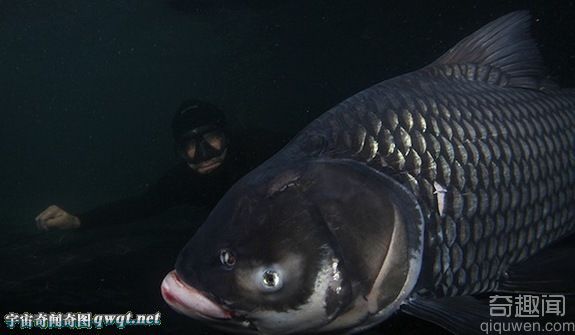 世界罕见巨型淡水鱼:坦克鸭嘴鱼以人类为食
