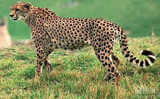 世界上跑得最快的动物是猎豹 速度惊人【组图】