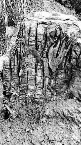 防火队员在阎庄乡寺垴山上发现大片古树木化石群