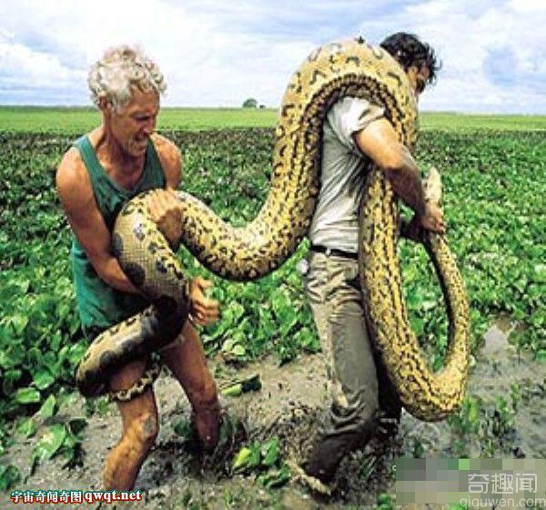 看看这个世界上最大的蛇为什么让你着迷