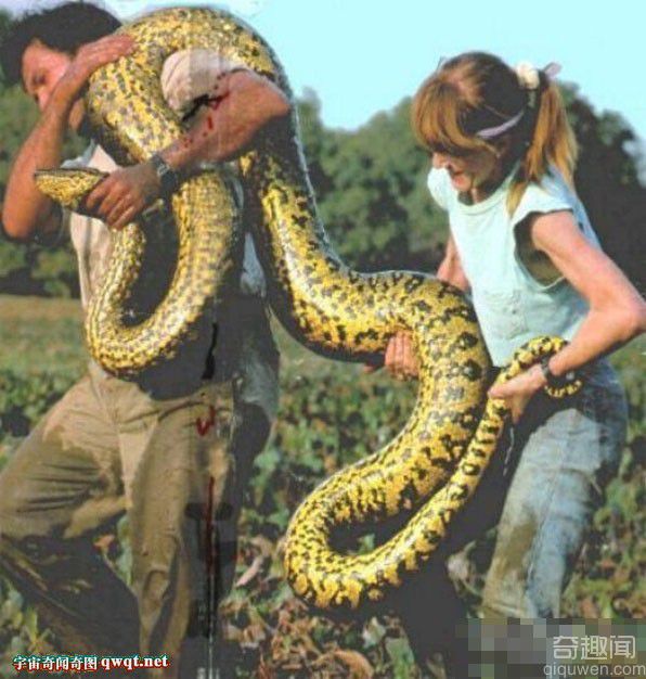 看看这个世界上最大的蛇为什么让你着迷