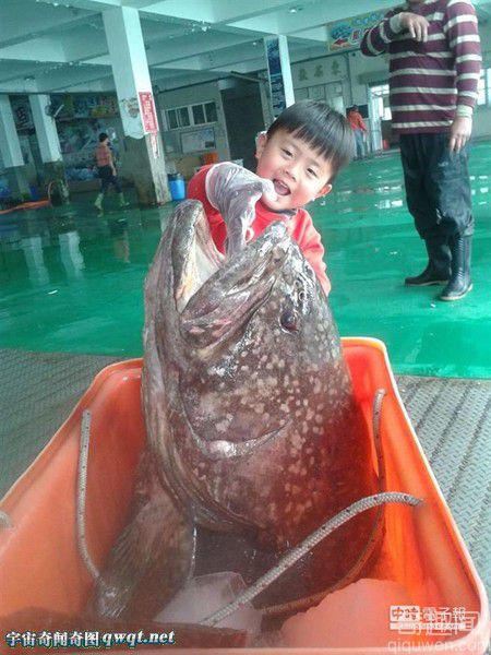 台渔民捕获大石斑鱼:重达132斤身长150公分