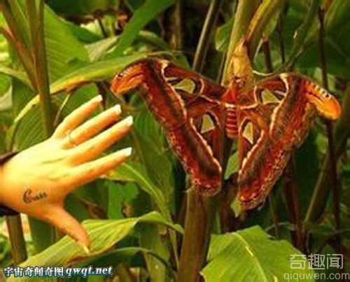 惠州学生宿舍现全球最巨大蛾类