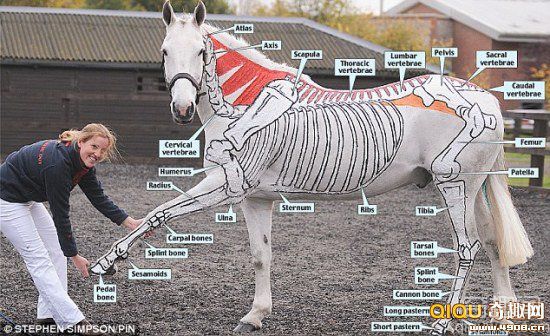 [图文]英国骑手马身上画骨架讲授马身体结构