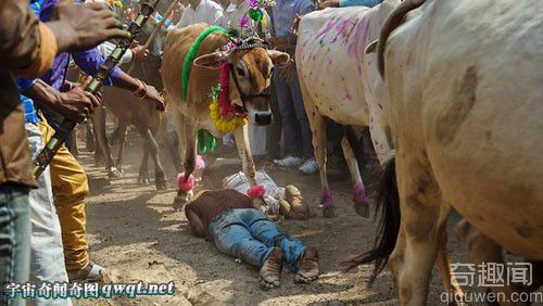 印度古老仪式：男子躺在地上接受“圣牛踩踏”