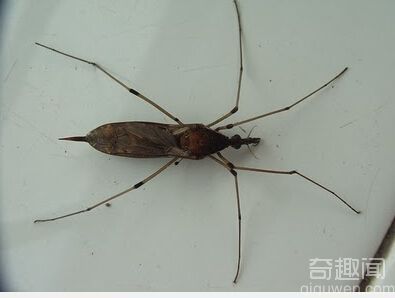 世界上最大的蚊子_金腹巨蚊