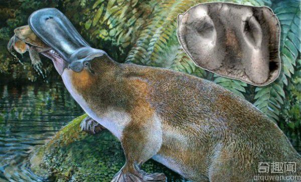 澳大利亚发现巨型鸭嘴兽牙齿 大概有1米长