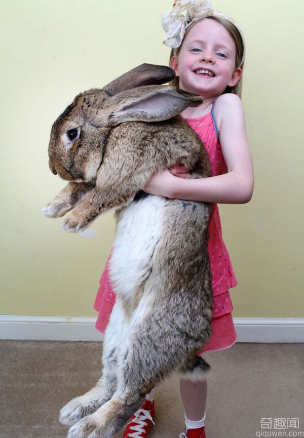 美国最大兔子体长1.2米重45斤 每年吃掉主人4千美元食物