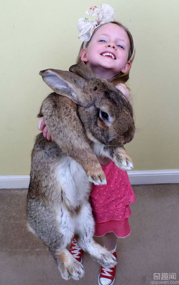 美国最大兔子体长1.2米重45斤 每年吃掉主人4千美元食物