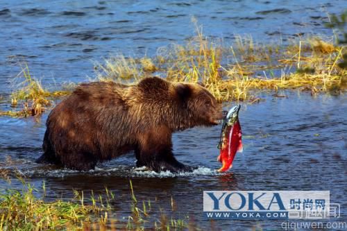 世界上最大的食肉类动物：阿拉斯加棕熊体重750千克【图】