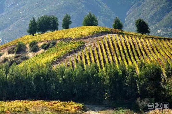 世界上最狭长的国家 也是葡萄酒的盛产地