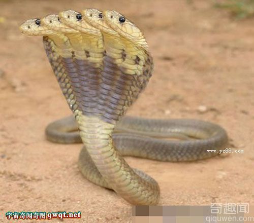 网曝五头蛇的罕见图 引发网民膜拜
