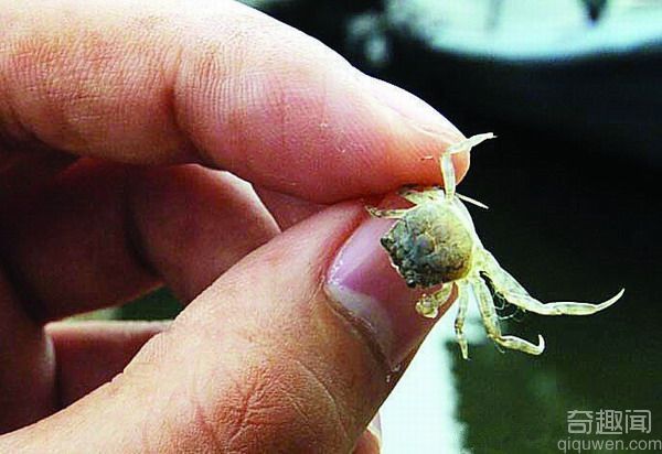 世界最小的螃蟹 跟小豆一样大