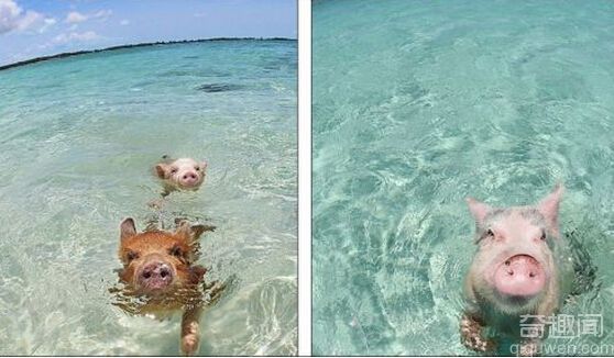 游泳猪蹿红网络 除了吃睡就是游泳 让它们成为网络明星