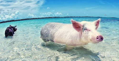 游泳猪蹿红网络 除了吃睡就是游泳 让它们成为网络明星