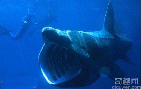 姥鲨是世界上最大的鱼类 巨型鲨鱼吓坏游客