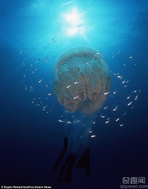 挪威海湾拍摄的水母 深海美丽的精灵