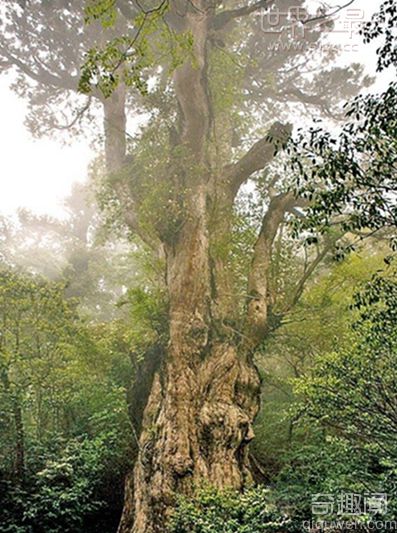 世界上最长寿的树 树龄已快到万年