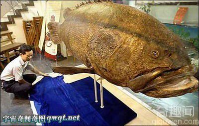 盘点世界型石斑鱼 广东饭店空运683斤巨型石斑鱼