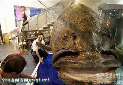 盘点世界型石斑鱼 广东饭店空运683斤巨型石斑鱼