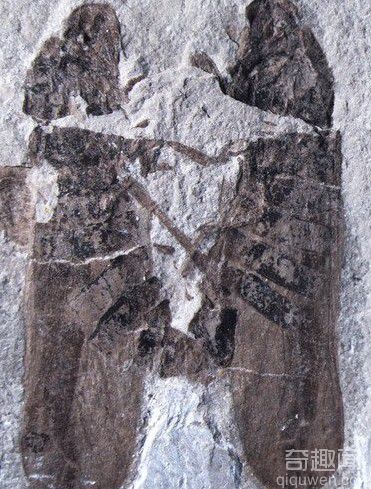 最新发现1.65亿年前沫蝉交配的化石样本 非常罕见