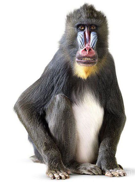 山魈是世界上最漂亮的猴子 也是世界上最大的灵长类动物