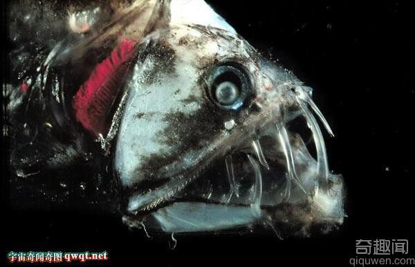 神秘巨型鱿鱼生存在大平洋 盘点世界十大海怪