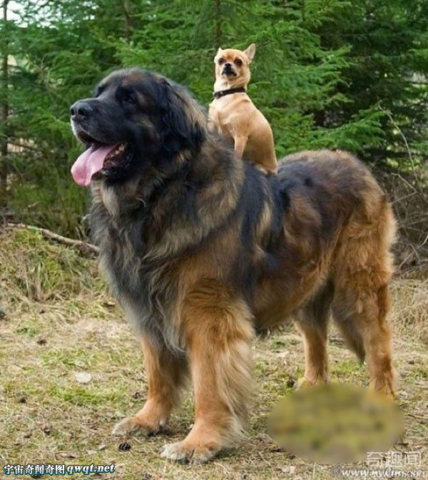盘点各类巨型大狗 比人更高可怕的庞然大物
