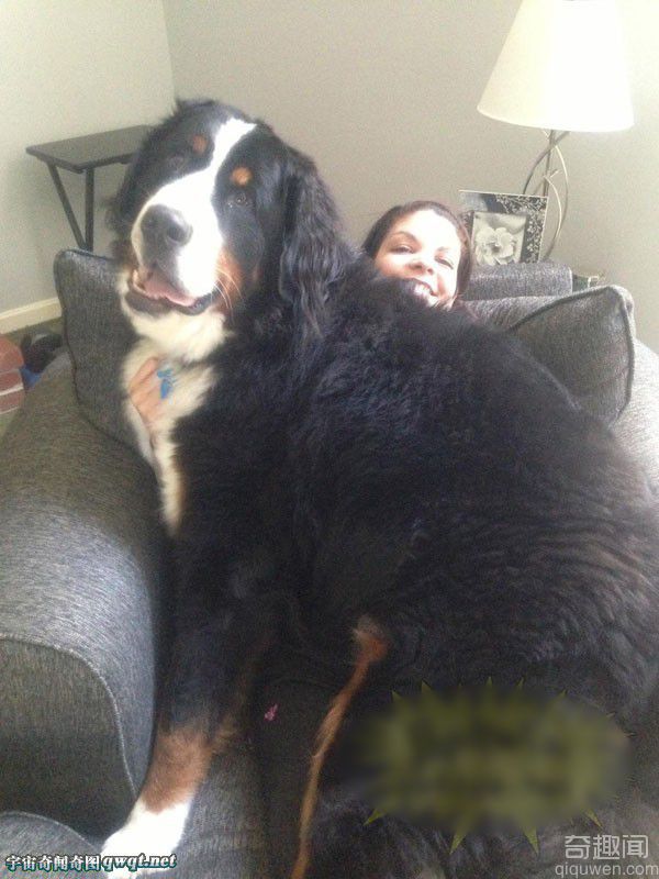 盘点各类巨型大狗 比人更高可怕的庞然大物