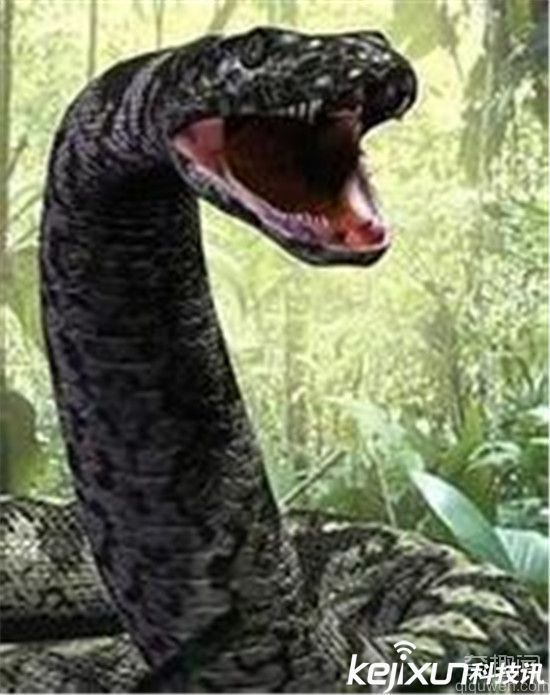 世界上最大的眼镜王蛇 竟完胜史前巨蟒