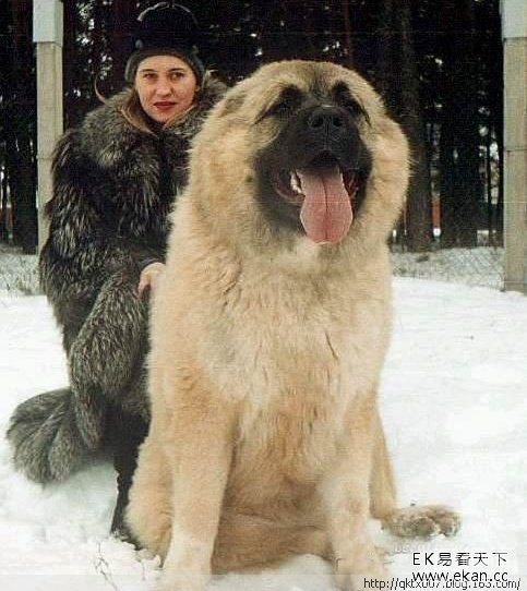 探秘世界上最大最凶悍的“巨型狗狗”（图）